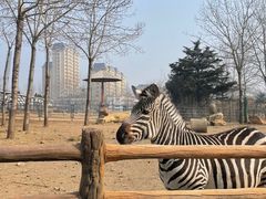 -大连森林动物园