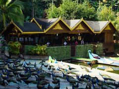 -西双版纳原始森林公园