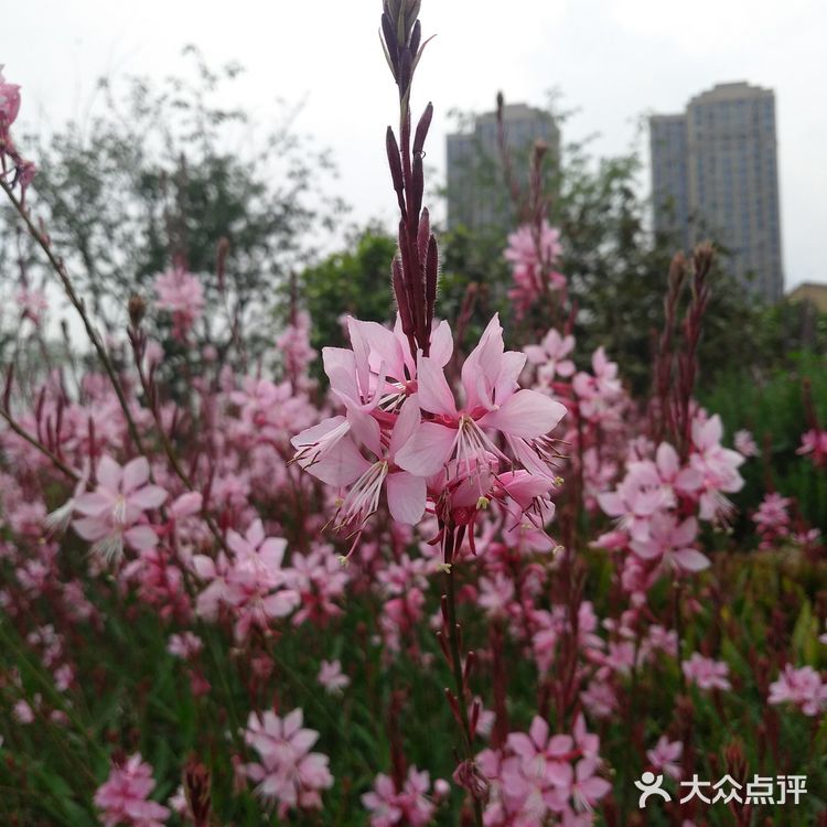 沿着三环的熊猫绿道骑行而来，并不远在华侨城对面