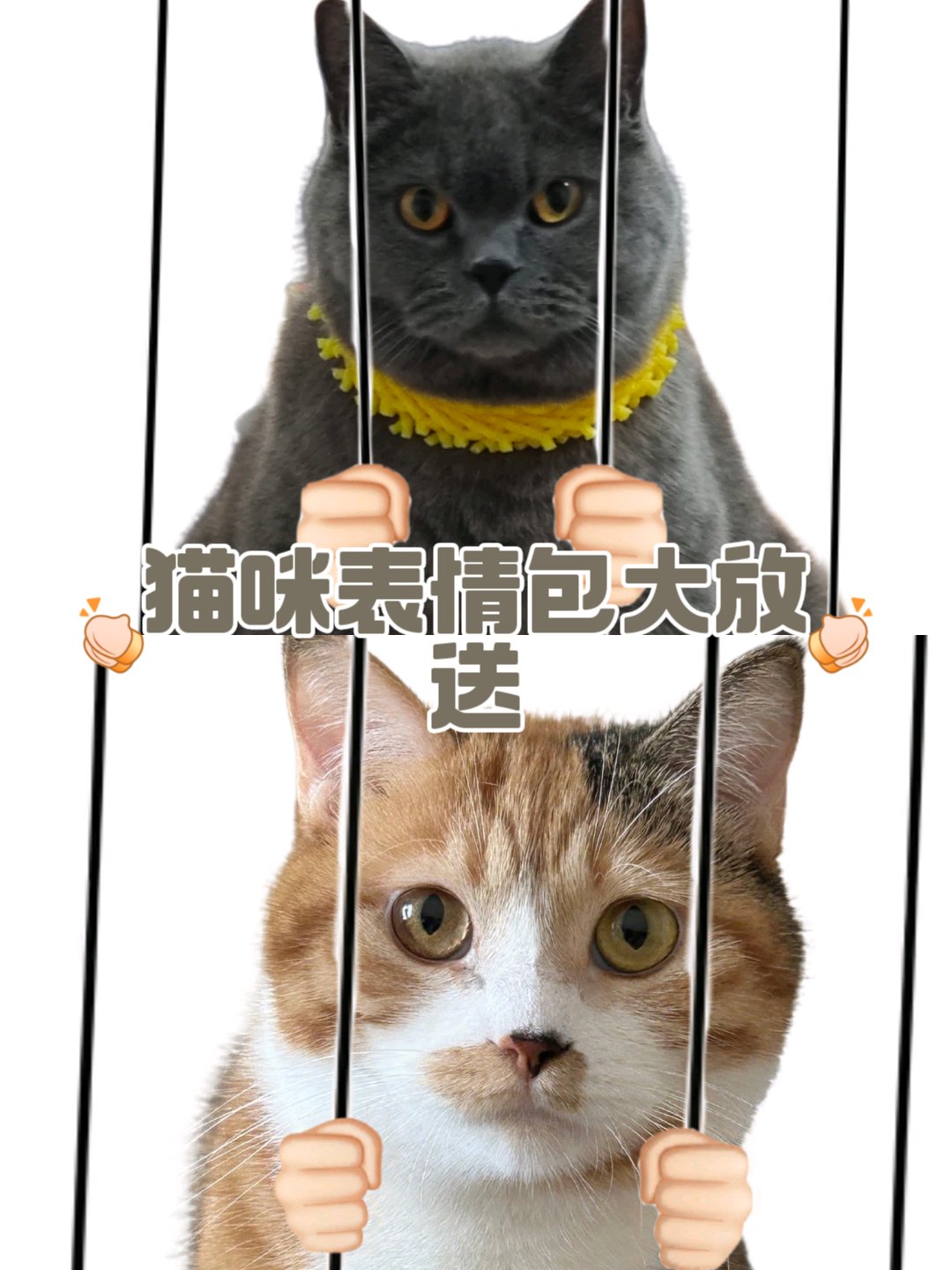 猫咪表情包大放送