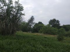 -桤木河湿地公园