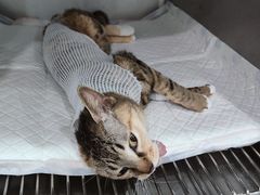 -派特宠物医院(圆融广场店)