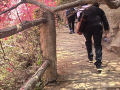 -木兰云雾山