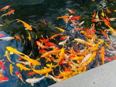 -白天鹅宾馆·流浮阁咖啡厅