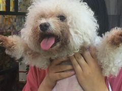 -严国平动物医院(德政总院)