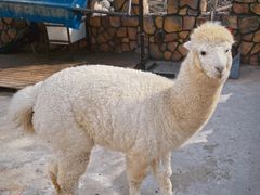 -J Create城市露营咖啡·简餐·宠物(上海动物园店)