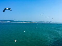 -长岛万鸟岛