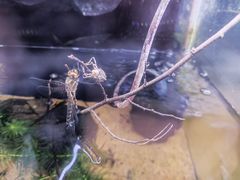景点-上海大自然野生昆虫馆