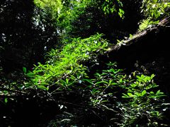 -西双版纳原始森林公园