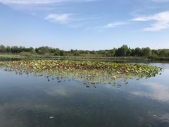 -溱湖国家湿地公园