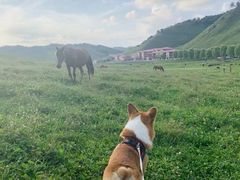 -关山草原