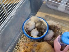 -萌兽医馆·眼科·异宠专科(三里屯店)