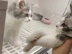 -lincat·猫舍(广州店)