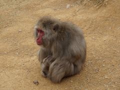 -岚山猴子公园