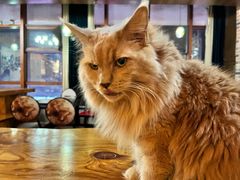 -蓝鲸·缅因猫舍