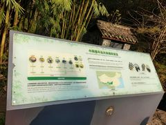 -都江堰中华大熊猫苑