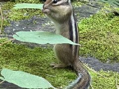 -五营红松林海景区