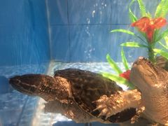 -盒马渔市(平高企业集团·平高广场店)