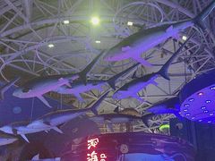 -烟台海昌鲸鲨海洋公园