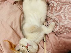 -lincat·猫舍(广州店)