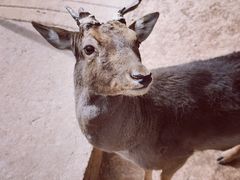 -石家庄市动物园