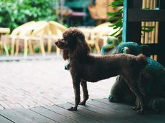 -半坡九号老挝冰咖啡