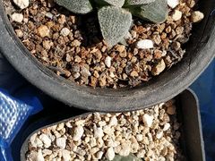 -中环花鸟鱼虫市场