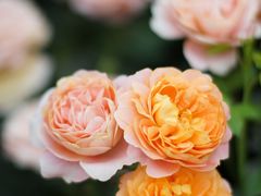 -金科花卉市场
