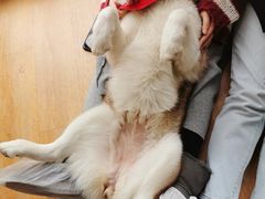 -Husky Go! 哈士奇体验馆·宠物咖啡厅狗咖