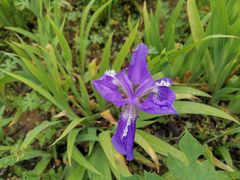 -大塘金香草谷