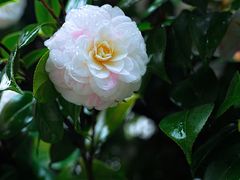 -艺林盲人按摩院(长寿店)