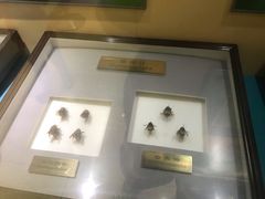-上海昆虫博物馆