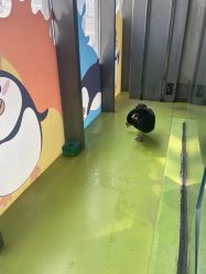 -七巧国萌宠乐园(龙湖天街店)