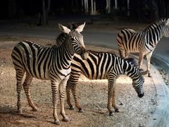 -清迈夜间动物园