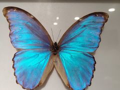 -上海昆虫博物馆