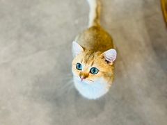 -飞行喵MR PILOT|猫舍·猫咖(静安大融城店)