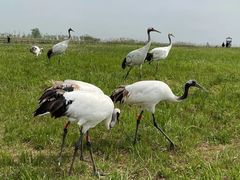 -盐城丹顶鹤湿地生态旅游区