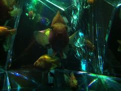 -金泽21世纪美术馆