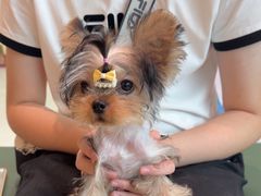 -帕帕拉兹宠物(亚洲旗舰店)