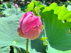 -陈家山荷花公园