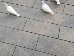 -宋庆龄陵园
