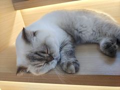 -喵园·猫主题咖啡厅·撸猫·猫咖(国贸店)