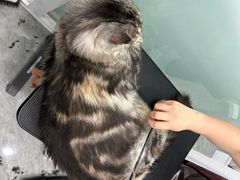 -爱洗澡的猫(望京店)