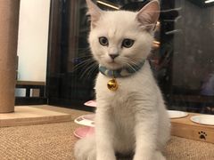 -袖虎宠物(岭南新世界店)