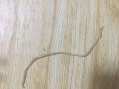 -北京赛佳动物医院