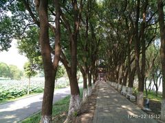 -洪湖生态旅游区