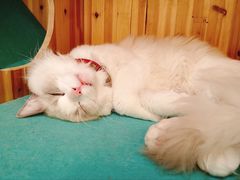 -猫在这儿猫咪咖啡馆·撸猫馆