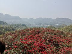 -贵州百里杜鹃风景名胜区