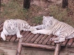 -石家庄市动物园