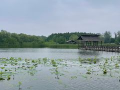 -溱湖国家湿地公园